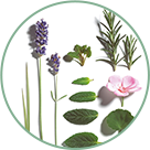 ORGANİK ESANSİYEL YAĞLAR